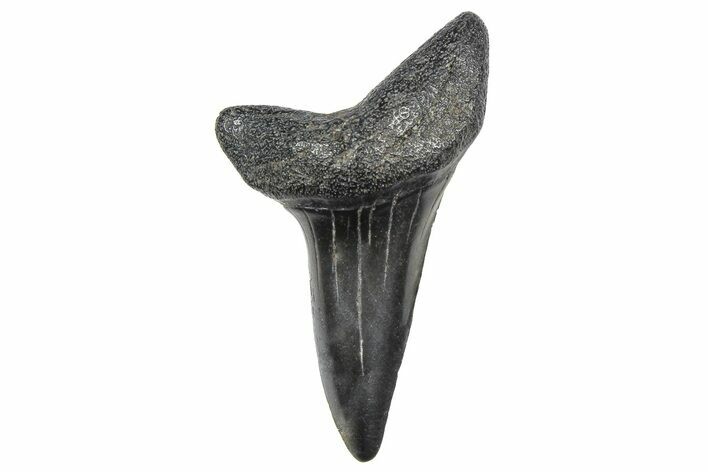 Fossil White Shark Tooth - South Carolina #364420